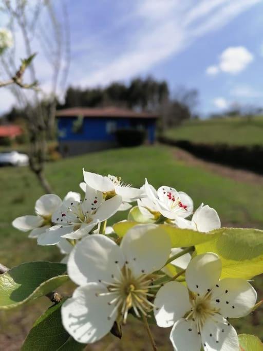 La Casa Azul De Lua Un Lugar Magico Villa Juncedo Buitenkant foto